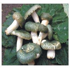 西藏野生紅菇價格 黃牛肝菌等一斤也批發