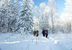 冬季东北雪乡旅游新路线/喀纳斯户外供