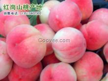 河北保定公斤桃價(jià)格 滿城縣翟家佐實(shí)時(shí)報(bào)價(jià)
