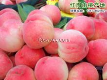 河北保定公斤桃產地 滿城縣翟家佐大量供應