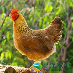 廣東清遠(yuǎn)雞，柴雞，土雞蛋，土雞批發(fā)，價格
