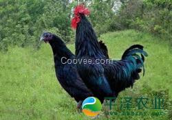 廣西黑鳳雞，柴雞，土雞蛋，土雞批發(fā)，報(bào)價(jià)