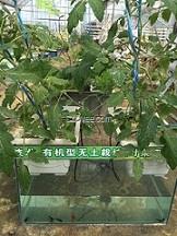 迷你鱼菜共生种植技术/原蔬味农业供