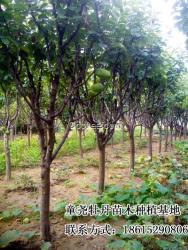 山東菏澤供應(yīng)木瓜苗價(jià)格