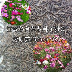 大波斯菊花種子批發(fā)美格桑花種低價(jià)批發(fā)