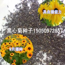 草本花卉黑心菊种子黑心金光菊种子批发