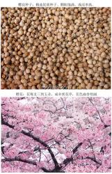 大供應(yīng)桂花種子 桂花種子批發(fā)