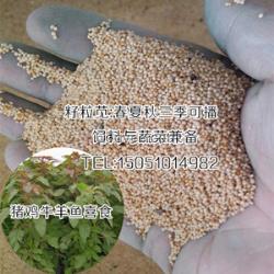 美國籽粒莧種子出芽率很高3天就出芽