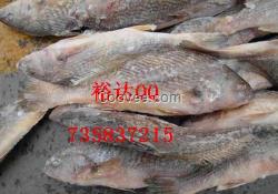 供應(yīng)冷凍水產(chǎn)品黃姑魚(yú)批發(fā)報(bào)價(jià)