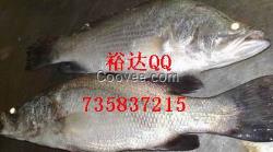 供應(yīng)冷凍水產(chǎn)品 鱸魚批發(fā)報價