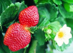 蘇州三山島農家樂采摘價格