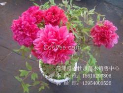 菏澤牡丹 牡丹價格 菏澤童堯花卉牡丹芍藥