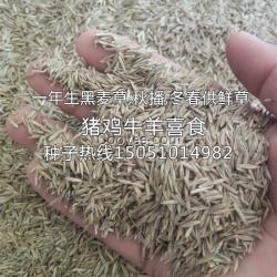 秋播一年生黑麥草種子豬雞牛羊冬季有草吃