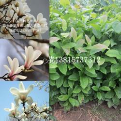 新供應2米高白玉蘭小苗白玉蘭樹苗價格