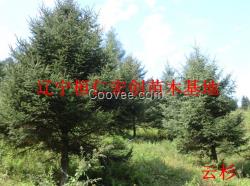 遼寧云杉基地、云杉樹