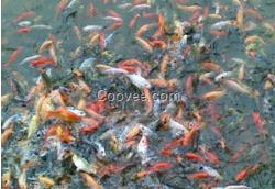 紅鯉魚價格/三葉生態園供/紅鯉魚