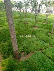 山東草坪種植基地