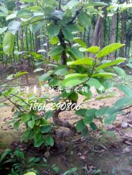 山東木瓜樹(shù)基地 油用牡丹供應(yīng)