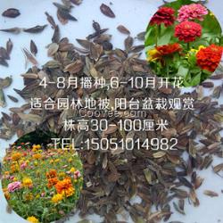 春播百日草種子價(jià)格百日花種子種植花海花籽