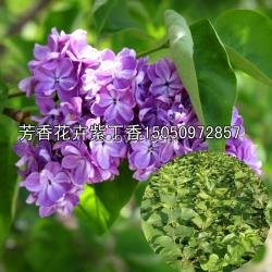 丁香樹苗批發(fā)紫丁香小苗發(fā)基地直銷丁香花苗