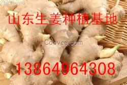 山東老姜大姜供應