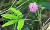 供應含羞草種子