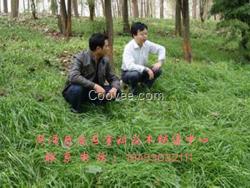 草坪種子廠家直銷 山東草坪種子廠家