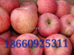 蘋果產(chǎn)地年底低價(jià)供應(yīng)紅富士蘋果