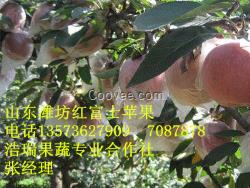 濰坊紅富士蘋果量大