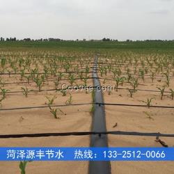 衡水大田玉米滴灌施肥技術