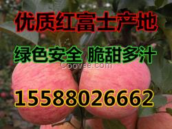 國慶期間，山東紅富士蘋果價格優(yōu)惠，