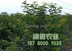 車厘子樹苗價格,提供車厘子苗種植技術
