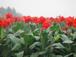 君诚花卉苗木(图)、山东宿根花卉、山