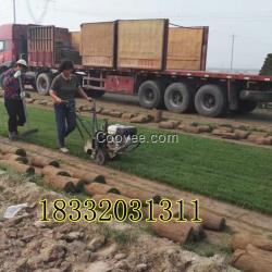 石家莊草坪批發