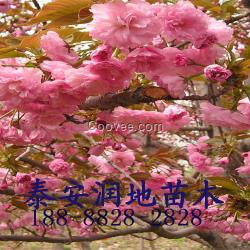 泰安樱花/泰安香花槐/泰安红叶碧桃价格