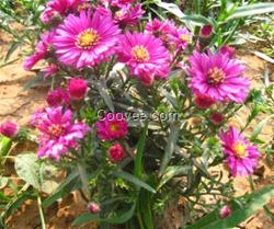 宿根花卉_君誠花卉苗木_宿根花卉報價