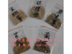 山東牧草種子批發(fā)  出售黑麥草種子