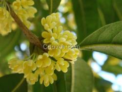 桂花樹苗種植技術、四川桂花樹苗、莎莎園藝