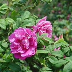 山東宿根花卉|君誠花卉苗木(圖)|宿根花
