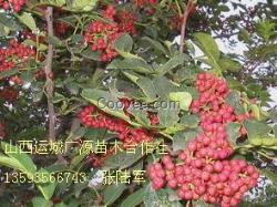 花椒苗、大紅袍花椒苗大量低價出售