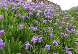 宿根花卉廠家,重慶宿根花卉,君誠花卉苗木