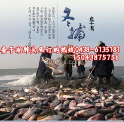 經(jīng)營項目查干湖胖頭魚|胖頭魚價格