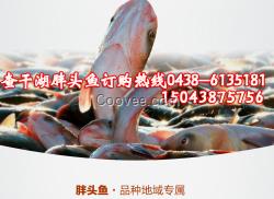 查干湖胖頭魚漁場(chǎng)直銷|胖頭魚