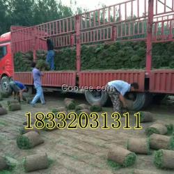 河北四季青草皮種植廠家批發