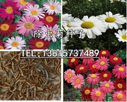 除蟲(chóng)菊種子價(jià)格便宜除蟲(chóng)菊種子