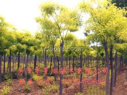 金葉榆球批發  2016金葉榆價格