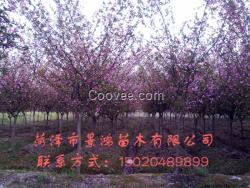 景鴻金葉榆樹苗價格   新金葉榆批發報