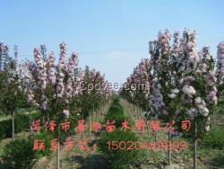 金葉榆小苗價格  山東皂角樹種植基地