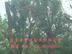 長(zhǎng)皂角批發(fā)   供應(yīng)皂角樹(shù)栽培管理技