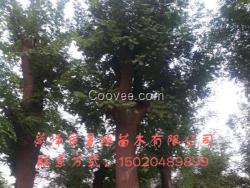 新皂角批發(fā)報價  皂角種子廠家直銷